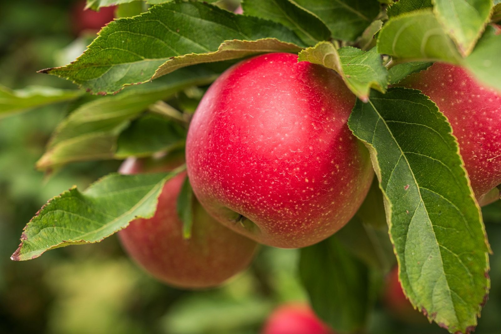 Ripe red apples hanging on an orchard branch, one of the three fruits used as a plant exosome source