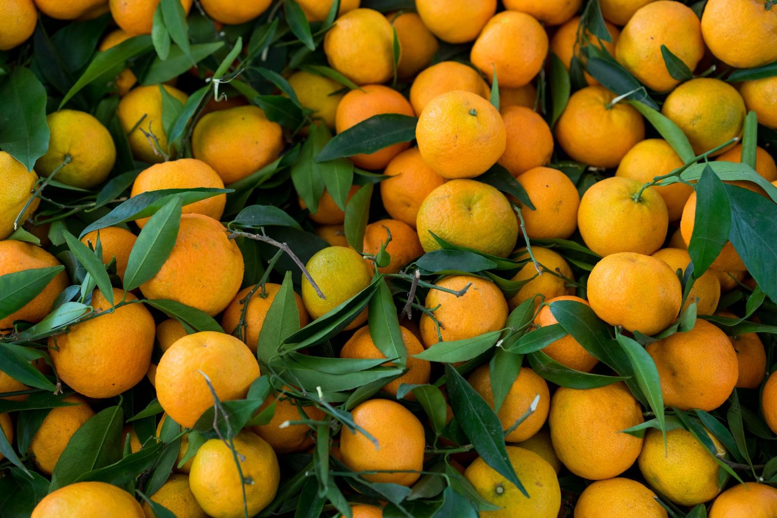 A pile of fresh tangerines with green leaves, one of the three fruits used as a plant exosome source